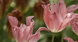 Tulip Trilogy